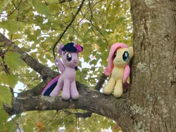 Size: 2700x2025 | Tagged: safe, artist:natsnaps, fluttershy, twilight sparkle, alicorn, pegasus, pony, g4, duo, high res, irl, leaves, outdoors, photo, plushie, tree, tree branch, twilight sparkle (alicorn)