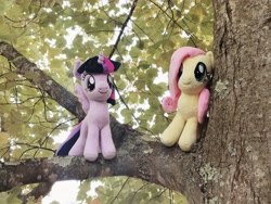 Size: 4096x3072 | Tagged: safe, artist:natsnaps, fluttershy, twilight sparkle, alicorn, pegasus, pony, g4, duo, irl, leaves, outdoors, photo, plushie, tree, tree branch, twilight sparkle (alicorn)