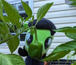 Size: 3072x2620 | Tagged: safe, oc, oc:filly anon, earth pony, pony, bell pepper, female, filly, garden, high res, irl, leaf, photo, solo