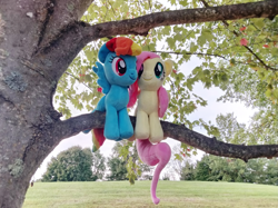 Size: 3687x2765 | Tagged: safe, artist:natsnaps, fluttershy, rainbow dash, pegasus, pony, g4, duo, female, high res, irl, lesbian, outdoors, photo, plushie, ship:flutterdash, shipping, tree, tree branch