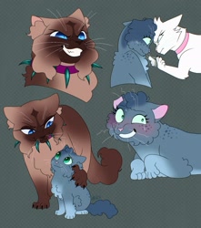 Size: 1807x2043 | Tagged: safe, artist:catmintyt, misty brightdawn, opaline arcana, zipp storm, cat, g5, abstract background, catified, collar, simple background, species swap, warrior cats