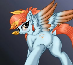 Size: 1600x1428 | Tagged: safe, artist:maxiclouds, oc, oc only, oc:wind east, pegasus, pony, blushing, butt, chin fluff, dock, ear fluff, feathered wings, featureless crotch, female, female oc, fluffy, gradient background, leg fluff, looking at you, mare, mare oc, open mouth, pegasus oc, pegasus wings, plot, pony oc, solo, spread wings, tail, wings