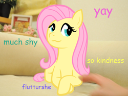 Size: 1280x960 | Tagged: safe, artist:hunternif, fluttershy, human, pegasus, pony, g4, crossed hooves, cute, doge, female, hand, irl, lying down, mare, meme, photo, photoshop, ponies in real life, ponified meme, prone, shyabetes, solo focus