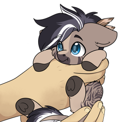 Size: 2197x2223 | Tagged: safe, artist:rokosmith26, oc, oc only, oc:silverhoof, earth pony, pony, zebra, feather, feather in hair, hand, high res, holding a pony, looking up, micro, simple background, size difference, small pony, smiling, solo, transparent background, zebra oc