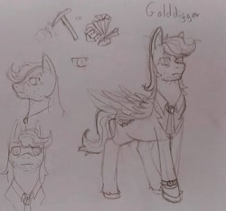 Size: 1103x1028 | Tagged: safe, artist:sugar lollipop, oc, oc only, oc:golddigger, pegasus, male, paper, pegasus oc, pencil drawing, reference sheet, sketch, sketch dump, traditional art