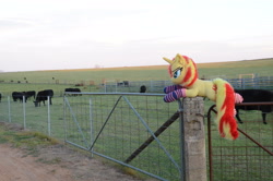 Size: 4928x3264 | Tagged: safe, artist:ponimalion, photographer:misterdogg, sunset shimmer, cow, pony, unicorn, g4, australia, clothes, ear fluff, farm, fence, irl, photo, plushie, socks, striped socks, tail, tail fluff