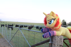 Size: 4928x3264 | Tagged: safe, artist:ponimalion, photographer:misterdogg, sunset shimmer, cow, pony, unicorn, g4, australia, clothes, ear fluff, farm, fence, irl, photo, plushie, socks, striped socks, tail, tail fluff