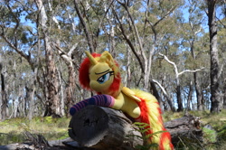 Size: 4928x3264 | Tagged: safe, artist:ponimalion, photographer:misterdogg, sunset shimmer, alicorn, pony, g4, alicornified, australia, clothes, ear fluff, forest, irl, log, nature, photo, plushie, race swap, socks, striped socks, tail, tail fluff, tree