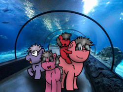 Size: 615x461 | Tagged: safe, artist:foxfer64_yt, oc, oc:steven, earth pony, pony, amazed, aquarium, colt, family, female, filly, foal, happy, kids, male, photo, riding