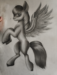 Size: 1600x2133 | Tagged: safe, artist:henry forewen, pegasus, pony, concave belly, monochrome, sketch, solo, traditional art