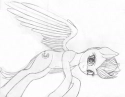 Size: 1600x1240 | Tagged: safe, artist:styroponyworks, fleetfoot, pegasus, pony, g4, monochrome, simple background, sketch, solo, spread wings, traditional art, white background, wings