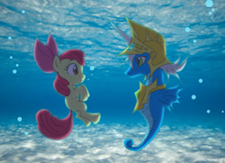 Size: 900x650 | Tagged: safe, artist:angel-wing101, apple bloom, oc, earth pony, hippocampus, merpony, pony, seahorse, g4, bubble, duo, female, fin wings, fins, flowing tail, ocean, peytral, red mane, ribbon, scales, sea horse oc, tail, underwater, water, white mane, wings