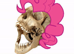 Size: 984x720 | Tagged: safe, edit, pinkie pie, g4, animated, creepy, laughing, simple background, skull, webm, white background