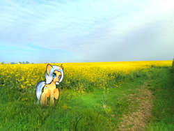 Size: 3000x2250 | Tagged: safe, artist:miwq, derpibooru exclusive, oc, oc:aurore soleilevant, pony, unicorn, high res, irl, looking at you, orange coat, photo, ponies in real life, rapeseed, solo