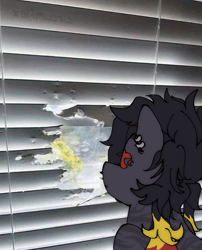 Size: 620x767 | Tagged: oc name needed, safe, artist:circumflexs, oc, oc only, earth pony, pony, black coat, blinds, irl, looking out the window, photo, piercing, ponified, ponified animal photo, window