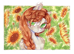 Size: 1280x933 | Tagged: safe, artist:dorry, oc, oc only, pony, braid, bust, colored eyelashes, field, flower, green eyes, looking at you, marker drawing, outline, portrait, scan, scanned, solo, sunflower, traditional art, white frame, white outline