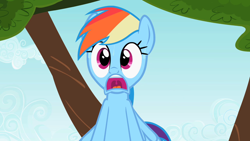 Size: 1280x720 | Tagged: safe, screencap, rainbow dash, pegasus, pony, g4, may the best pet win, my little pony: friendship is magic, d:, female, mare, open mouth, reaction image, shocked, solo, wide eyes