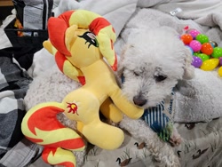 Size: 4000x3000 | Tagged: safe, sunset shimmer, dog, pony, unicorn, g4, cute, female, high res, irl, mare, mixed breed, petsmart, photo, plushie, poodle mix