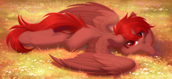 Size: 4096x1883 | Tagged: safe, artist:kebchach, oc, oc only, oc:hardy, alicorn, pony, alicorn oc, butt fluff, chamomile, colored pupils, colored wings, complex background, ear fluff, feather, feathered wings, floppy ears, flower, flower field, full body, grass, high res, hoof fluff, horn, long tail, looking at you, lying down, male, nature, png, short mane, solo, spine, spread wings, stallion, sunset, tail, two toned wings, wings