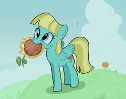 Size: 1814x1425 | Tagged: safe, artist:mandumustbasukanemen, helia, pegasus, pony, g4, cloud, cute, female, flower, grass, grass field, happy, heliadorable, herbivore, horses doing horse things, mare, mouth hold, outdoors, sky, solo, sunflower