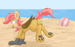 Size: 1942x1224 | Tagged: safe, artist:pzkratzer, oc, oc only, oc:ponygriff, hippogriff, ball, beach, beach ball, butt, featureless crotch, flockmod, hippogriff oc, male, paw pads, paws, plot, sexy, solo, underpaw