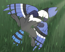 Size: 2000x1600 | Tagged: safe, artist:somber, oc, oc only, oc:kalmoor arkturus, bird, blue jay, hippogriff, belly, grass, grass field, male, solo