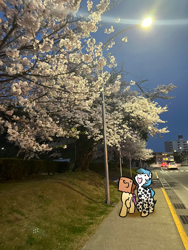 Size: 1536x2048 | Tagged: safe, artist:paperbagpony, oc, oc:dot, oc:paper bag, cherry blossoms, flower, flower blossom, grass, irl, night, photo, street