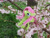 Size: 2684x2013 | Tagged: safe, alternate version, artist:malte279, part of a set, fluttershy, pony, g4, chenille, chenille stems, chenille wire, cherry blossoms, craft, flower, flower blossom, high res, irl, part of a series, photo, pipe cleaner sculpture, pipe cleaners