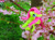 Size: 3541x2655 | Tagged: safe, alternate version, artist:malte279, part of a set, fluttershy, pony, g4, chenille, chenille stems, chenille wire, cherry blossoms, craft, flower, flower blossom, high res, irl, part of a series, photo, pipe cleaner sculpture, pipe cleaners