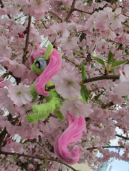 Size: 1514x2018 | Tagged: safe, alternate version, artist:malte279, part of a set, fluttershy, pony, g4, chenille, chenille stems, chenille wire, cherry blossoms, climbing, craft, flower, flower blossom, irl, part of a series, photo, pipe cleaner sculpture, pipe cleaners