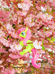 Size: 2070x2761 | Tagged: safe, alternate version, artist:malte279, part of a set, fluttershy, pony, g4, chenille, chenille stems, chenille wire, cherry blossoms, climbing, craft, flower, flower blossom, high res, irl, part of a series, photo, pipe cleaner sculpture, pipe cleaners