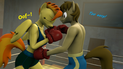Size: 1920x1080 | Tagged: safe, artist:fuzeamateursfm, part of a set, spitfire, oc, oc:chocolate chips, earth pony, pegasus, anthro, g4, 3d, anthro oc, boxing, boxing gloves, boxing ring, canon x oc, dialogue, female, firechips, male, punch, shipping, source filmmaker, sports, straight, text