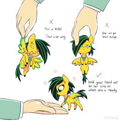 Size: 2048x2048 | Tagged: safe, artist:pfeffaroo, oc, oc only, oc:lightning bug, pegasus, pony, fanfic:song of seven, adorable distress, black mane, chibi, colored wings, crying, cute, distressed, green eyes, hand, high res, holding a pony, hooves, how to handle a pony, intelligence loss, jewelry, meme, meme template, micro, multicolored mane, necklace, pegasus oc, rude, shy, smiling, tiny, tiny ponies, wings