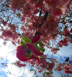 Size: 1024x1086 | Tagged: safe, alternate version, artist:malte279, part of a set, fluttershy, pony, g4, chenille, chenille stems, chenille wire, cherry blossoms, cherry tree, craft, flower, flower blossom, irl, part of a series, photo, pipe cleaner sculpture, pipe cleaners, tree
