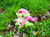 Size: 3584x2687 | Tagged: safe, alternate version, artist:malte279, part of a set, fluttershy, pony, g4, chenille, chenille stems, chenille wire, cherry blossoms, craft, flower, flower blossom, high res, irl, part of a series, photo, pipe cleaner sculpture, pipe cleaners