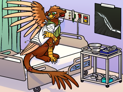Size: 960x720 | Tagged: safe, artist:thornshadow, oc, oc only, oc:pavlos, griffon, bed, broken bone, broken wing, cast, colored wings, eared griffon, griffon oc, hospital, hospital bed, injured, one wing out, pain, sad, sling, solo, wing fluff, wings, x-ray picture