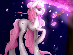 Size: 1024x768 | Tagged: safe, artist:kinjareta, oc, oc only, oc:blossom bun, earth pony, pony, cherry blossoms, earth pony oc, flower, flower blossom, glowing, looking offscreen, night, raised hoof, side view, simple background, solo