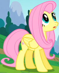 Size: 431x533 | Tagged: safe, screencap, fluttershy, pegasus, pony, g4, my little pony: friendship is magic, season 1, sonic rainboom (episode), amused, cropped, female, looking up, mare, solo