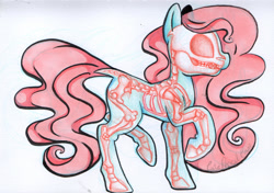 Size: 2427x1713 | Tagged: safe, artist:cutepencilcase, earth pony, pony, bone, reference, side view, skeleton, solo, study