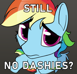 Size: 1042x1000 | Tagged: safe, artist:dacaoo, rainbow dash, pegasus, pony, g4, female, looking at you, mare, meme, multicolored mane, multicolored tail, no bitches?, ponified meme, simple background, solo, tail, text
