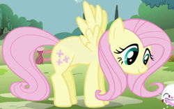 Size: 1030x642 | Tagged: safe, screencap, fluttershy, pegasus, pony, g4, season 1, season 2, cropped, female, intro, mare, solo focus, spread wings, wings