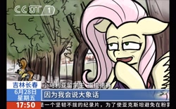 Size: 2560x1600 | Tagged: safe, artist:china consists of them!, fluttershy, pegasus, pony, g4, cctv, chinese, chinese meme, female, mare, meme, news, solo focus, translation request, tree