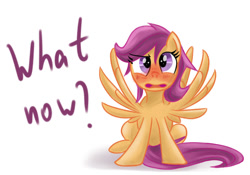 Size: 1000x700 | Tagged: safe, artist:redheadfly, scootaloo, pony, tumblr:ask-adultscootaloo, g4, blushing, older, solo, spread wings, wingboner, wings