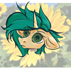 Size: 2000x2000 | Tagged: safe, artist:wata, oc, oc only, oc:wata, pony, unicorn, bust, digital art, floppy ears, flower, high res, horn, irl, photo, portrait, simple background, solo, sunflower