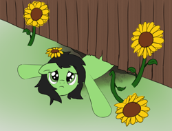 Size: 1678x1276 | Tagged: safe, artist:craftycirclepony, oc, oc only, oc:filly anon, earth pony, pony, female, fence, filly, flower, foal, imported from twibooru, looking at you, png, solo, spread legs, spreading, stuck, sunflower