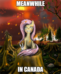 Size: 500x601 | Tagged: safe, artist:hereticofdune, edit, angel bunny, fluttershy, pegasus, pony, rabbit, g4, animal, burning, canada, crying, duo, female, fire, forest, mare, meanwhile, meme, outdoors, sitting, tree