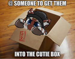 Size: 1885x1488 | Tagged: safe, artist:levinerex, oc, oc only, oc:yuzkad grisj, zebra, :3, beanie, box, cute, cute little fangs, fangs, hat, ponified animal photo, pony in a box, solo, stripes, zebra oc