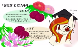 Size: 4096x2458 | Tagged: safe, artist:zemlya, oc, oc only, oc:poniko, earth pony, pony, earth pony oc, female, flower, graduation cap, hat, japanese, mare, solo, translation request