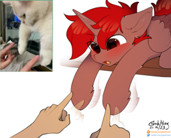 Size: 2600x2100 | Tagged: safe, artist:gicme, oc, oc only, oc:hardy, alicorn, cat, pony, alicorn oc, behaving like a cat, blushing, colored sketch, cute, ear fluff, hand, high res, horn, irl, male, open mouth, photo, ponified animal photo, sketch, stallion, wings
