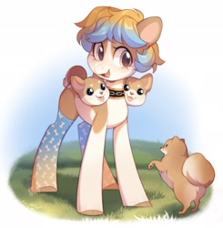 Size: 2008x2048 | Tagged: safe, artist:fedos, oc, oc only, dog, earth pony, pony, clothes, coat markings, collar, cute, female, high res, ocbetes, open mouth, open smile, pale belly, smiling, socks, socks (coat markings), solo